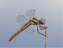 A beautifully colored Variegated Meadowhawk dragonfly perched on the tip of a stem 
