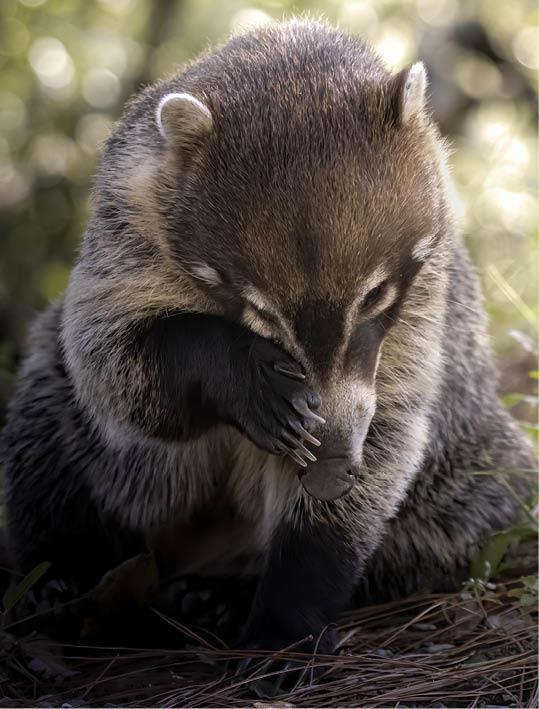 Especie: Coatí de Nariz Blanca   Capturada en San Pedro Garza García, Nuevo León