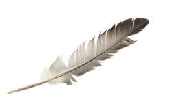 feather of a bird