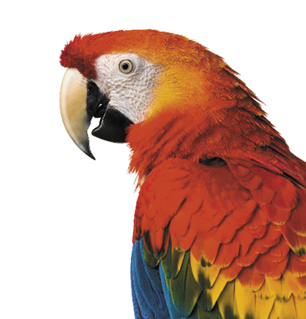 Close-up of a Scarlet Macaw (4 years old) isolated on white