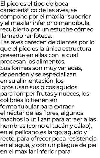 El pico es el tipo de boca caracter stico de las aves, se compone por el maxilar superior y el maxilar inferior o man...