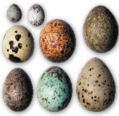 Eggs of birds in front of white background.