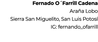 Fernado O´Farrill Cadena Ara a Lobo Sierra San Miguelito, San Luis Potos IG: fernando_ofarrill