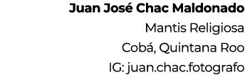 Juan Jos Chac Maldonado Mantis Religiosa Cob , Quintana Roo IG: juan.chac.fotografo