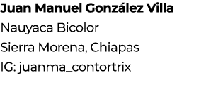 Juan Manuel Gonz lez Villa Nauyaca Bicolor Sierra Morena, Chiapas IG: juanma_contortrix 