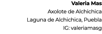 Valeria Mas Axolote de Alchichica Laguna de Alchichica, Puebla IG: valeriamasg 