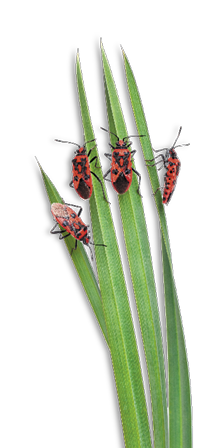 Pastoral composition of Scentless plant bugs (Corizus hyoscyami) on leaves in front of white background