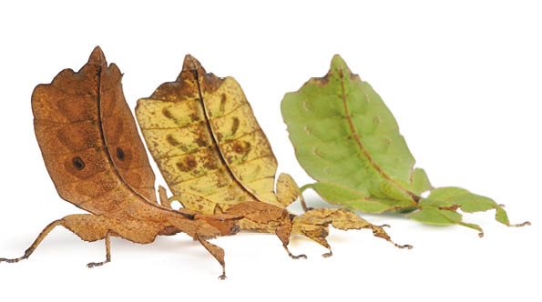 Phyllium Westwoodii, three stick insects, in front of white background