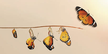 Amazing moment ,Monarch Butterfly, pupae and cocoons are suspended. Concept transformation of Butterfly