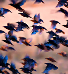 Flying birds. Birds silhouettes. Warm color nature background. Bird species; Common Starling. Sturnus vulgaris.