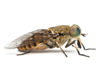 Side view of a Horsefly, Tabanus, isolated on white