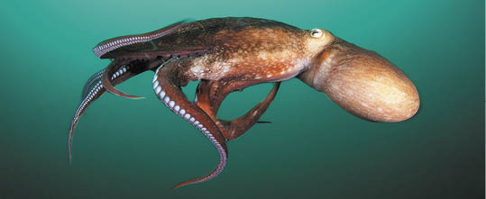 Octopus in the motion