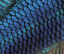 Close-up on a fish skin - blue Siamese fighting fish - Betta Splendens in front of a white background