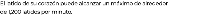 El latido de su coraz n puede alcanzar un m ximo de alrededor de 1,200 latidos por minuto. 