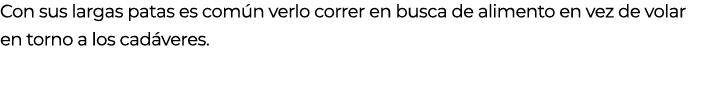 Con sus largas patas es com n verlo correr en busca de alimento en vez de volar en torno a los cad veres. 