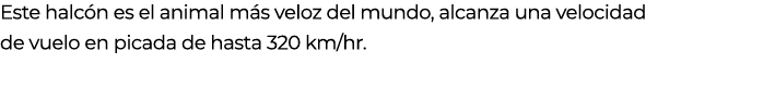 Este halc n es el animal m s veloz del mundo, alcanza una velocidad de vuelo en picada de hasta 320 km/hr. 