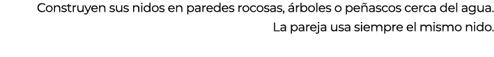 Construyen sus nidos en paredes rocosas, rboles o pe ascos cerca del agua. La pareja usa siempre el mismo nido.