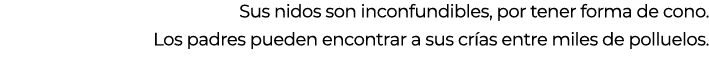 Sus nidos son inconfundibles, por tener forma de cono. Los padres pueden encontrar a sus cr as entre miles de polluel...