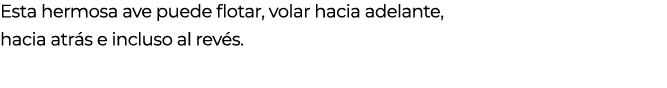 Esta hermosa ave puede flotar, volar hacia adelante, hacia atr s e incluso al rev s. 