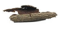 Tree rotten bark roll isolated on white background