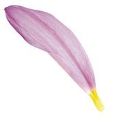 set of 9 assorted flower petals: rose, chrysanthemum and lily