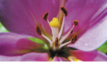 Pistils and stamens of a flower