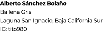 Alberto S nchez Bola o Ballena Gris Laguna San Ignacio, Baja California Sur IG: tito980