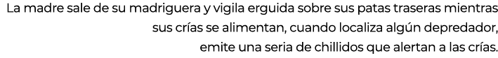La madre sale de su madriguera y vigila erguida sobre sus patas traseras mientras sus cr as se alimentan, cuando loca...