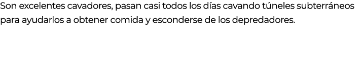 Son excelentes cavadores, pasan casi todos los d as cavando t neles subterr neos para ayudarlos a obtener comida y es...
