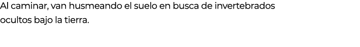 Al caminar, van husmeando el suelo en busca de invertebrados ocultos bajo la tierra. 