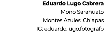 Eduardo Lugo Cabrera Mono Sarahuato Montes Azules, Chiapas IG: eduardo.lugo.fotografo
