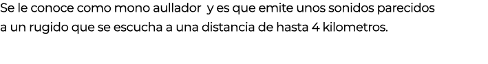 Se le conoce como mono aullador y es que emite unos sonidos parecidos a un rugido que se escucha a una distancia de h...