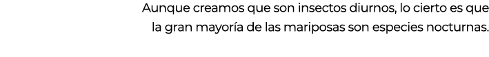 Aunque creamos que son insectos diurnos, lo cierto es que la gran mayor a de las mariposas son especies nocturnas.
