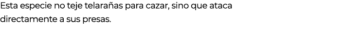 Esta especie no teje telara as para cazar, sino que ataca directamente a sus presas.