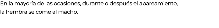 En la mayor a de las ocasiones, durante o despu s el apareamiento, la hembra se come al macho.