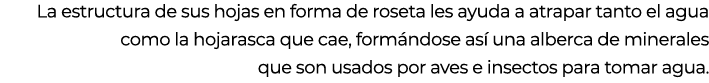 La estructura de sus hojas en forma de roseta les ayuda a atrapar tanto el agua como la hojarasca que cae, form ndose...
