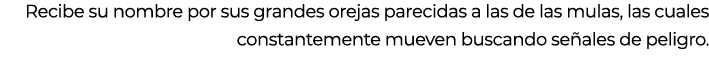 Recibe su nombre por sus grandes orejas parecidas a las de las mulas, las cuales constantemente mueven buscando se al...