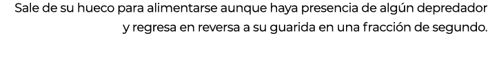 Sale de su hueco para alimentarse aunque haya presencia de alg n depredador y regresa en reversa a su guarida en una ...