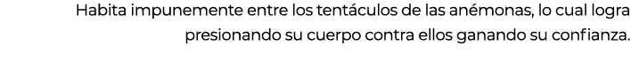Habita impunemente entre los tent culos de las an monas, lo cual logra presionando su cuerpo contra ellos ganando su ...