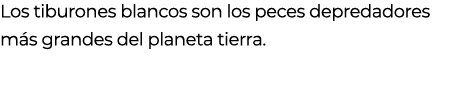 Los tiburones blancos son los peces depredadores m s grandes del planeta tierra.