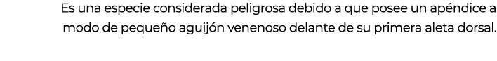 Es una especie considerada peligrosa debido a que posee un ap ndice a modo de peque o aguij n venenoso delante de su ...