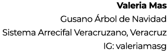 Valeria Mas Gusano rbol de Navidad Sistema Arrecifal Veracruzano, Veracruz IG: valeriamasg