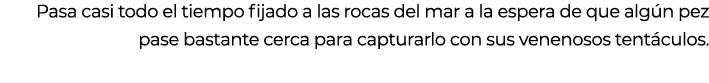 Pasa casi todo el tiempo fijado a las rocas del mar a la espera de que alg n pez pase bastante cerca para capturarlo ...