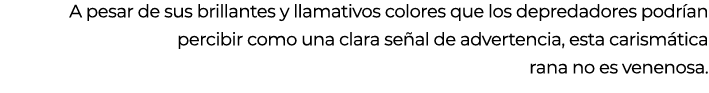 A pesar de sus brillantes y llamativos colores que los depredadores podr an percibir como una clara se al de adverten...