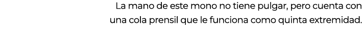 La mano de este mono no tiene pulgar, pero cuenta con una cola prensil que le funciona como quinta extremidad.
