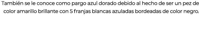Tambi n se le conoce como pargo azul dorado debido al hecho de ser un pez de color amarillo brillante con 5 franjas b...