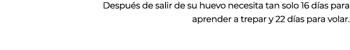 Despu s de salir de su huevo necesita tan solo 16 d as para aprender a trepar y 22 d as para volar.