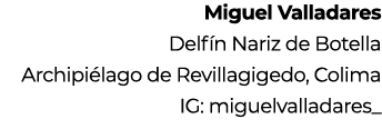 Miguel Valladares Delf n Nariz de Botella Archipi lago de Revillagigedo, Colima IG: miguelvalladares_