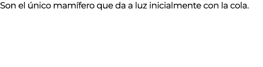 Son el nico mam fero que da a luz inicialmente con la cola.