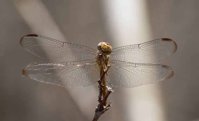 foto:Leopoldo Javier Islas Cruz  - lo hecho en México